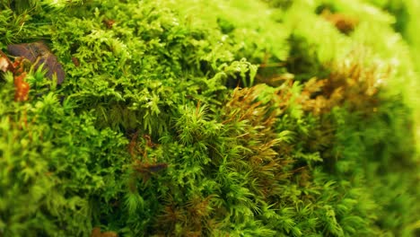 4K-Cinematic-nature-macro-shot-of-some-forest-moss-on-a-rock
