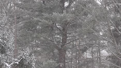 Schnee-Fällt-In-Zeitlupe-Vor-Dem-Hintergrund-Majestätischer-Bäume-In-Syrakus