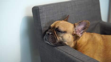 Drowsiness-of-a-French-Bulldog-while-lying-on-a-sofa,-domestic-pet
