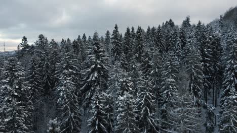 Serene,-Peaceful-Scene-of-a-Snowy-Forest-in-Ukraine-Mountains---Aerial