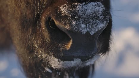 Bison-surviving-the-harsh-winter-in-super-slow-motion