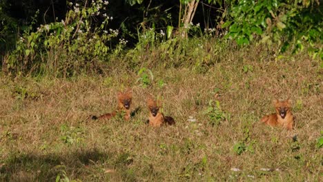 Asiatic-Wild-Dog-or-Dhole,-Cuon-alpinus-two-chatting-while-the-other-on-the-right-looks-around-and-then-they-all-look-towards-the-camera-during-a-hot-afternoon-in-Khao-Yai-National-Park,-Thailand