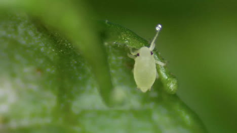 Winzige-Blattlaus-Antennen,-Die-An-Befallenen-Gartenpflanzen-Herumtasten,-Makro