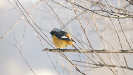 Eastern-yellow-robin-perched-on-a-tree-branch-and-fly-away---slow-motion-in-winter-South-Korea