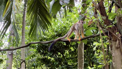 Ausgewachsene-Totenkopfäffchen-Wundern-Sich-Auf-Der-Weinrebe-Und-Klettern-Auf-Den-Baum-Unter-Grünen-Waldkronen-Bei-Singapore-Safari-River-Wonders,-Mandai-Zoo