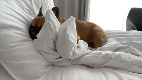 Charming-french-bulldog-puppy-curled-up-on-bed-and-pillow-with-white-sheets