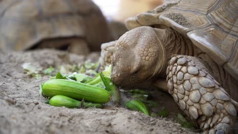 A-tortoise-eating-his-cucumber-and-enjoying-his-food,-close-up-in-50FPS