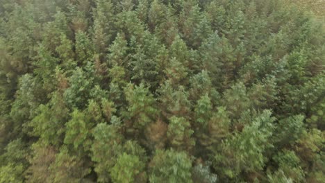Drone-shot-of-a-small-forest