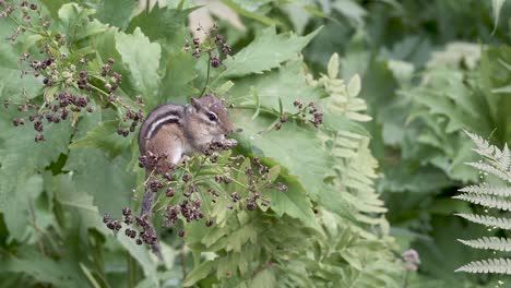 A-cute-chipmunk-sits-in-a-green-bush,-eating-dried-berries