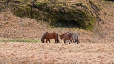 Herde-Isländischer-Pferde,-Die-Auf-Heufeldern-In-Island-Grasen