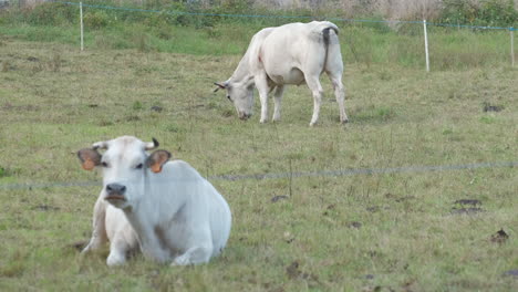 Weiße-Kühe,-Die-Auf-Dem-Ländlichen-Feldbauernhof-Grasen