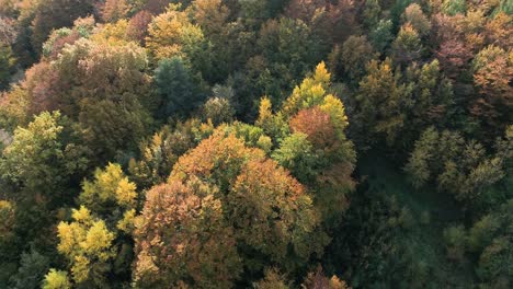 Drone-rotate-above-natural-landscape-woodland-tree-forest-with-autumn-fall-color-in-remote-travel-destination-north-europe