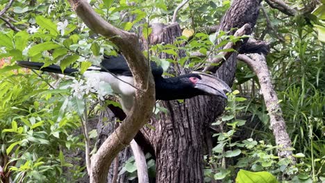 Close-up-shot-of-a-trumpeter-hornbill,-bycanistes-bucinator-with-large-distinctive-beak-perched-on-top-of-a-tree-looking-around-in-an-enclosure-with-trees-all-around-in-Singapore-safari-zoo