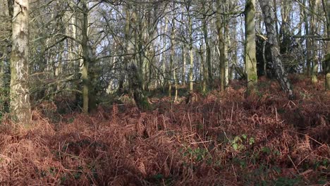 Silver-birch-surrounded-by-dead-bracken-in-winter