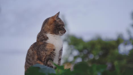 Tri-color-calico-cat-sitting-outside-and-looking-around,-tortoiseshell-coat-kitty,-still-shot-with-copy-space