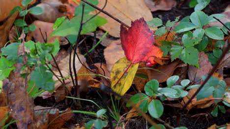 Rotes-Blatt-Mit-Herbstfarben