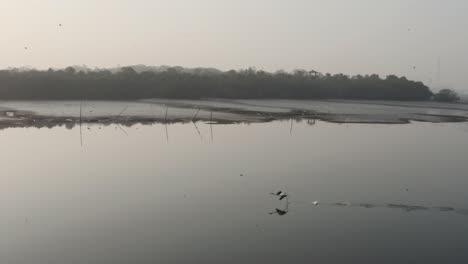 Large-bird-running-on-water-to-take-off-at-sunrise