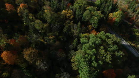 Drone-shot-flying-over-a-beautiful-lush-green-forest-with-road-and-river