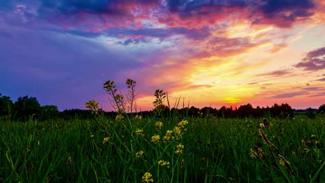 Epischer-Zeitraffer-Von-Gras--Und-Blumenfeldern-Mit-Goldenem-Sonnenuntergang,-Der-Sich-Hinter-Waldbäumen-Versteckt---Wolken-Am-Himmel,-Die-In-Bunten-Farben-Erleuchten