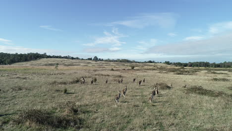 Curious-kangaroos-standing-in-an-open-field-looking-toward-camera-to-see-what's-going-on