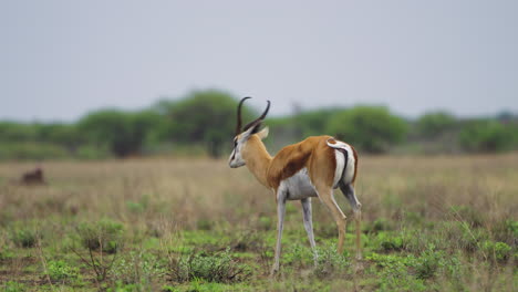Lone-Springbok-On-The-Savannah-In-Central-Kalahari-Game-Reserve,-Botswana