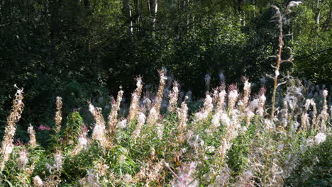 Vista-Estática-De-La-Hermosa-Planta-Chamaenerion-Angustifolium-También-Conocida-Popularmente-Como-Fireweed,-Que-Crece-En-Abundancia-En-El-Hemisferio-Norte