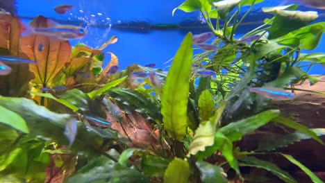School-of-crazy-fish-swimming-back-and-forth-underwater-in-Aquarium,close-up