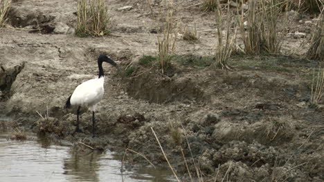 African-sacred-ibis-in-search-of-food-in-riverbank,-Serengeti-N