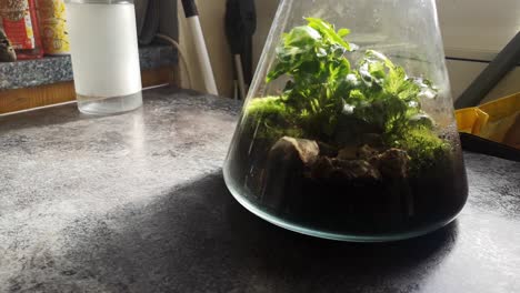 Glass-flask-natural-moss-terrarium-miniature-growing-botanical-ecosystem-slow-tracking-left