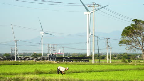 Scene-with-worker-in-rice-field,-wind-turbines-in-background