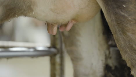 Removing-Automated-Milking-Suction-Machine-And-Putting-Protective-Spray-For-Cows---close-up