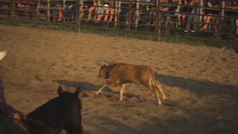 A-cowboy-riding-a-horse-trying-to-lasso-a-running-calf-during-a-team-event-at-a-country-rodeo-A-running-calf-lassoed-by-cowboys-in-a-dusty-outback-country-rodeo-arena