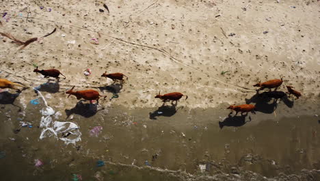 herd-of-cows-aerial-top-down-polluted-beach-with-trash-garbage-plastic-waste,-ocean-pollution-wildlife-Mother-Earth-contamination