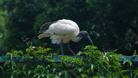 Australischer-Weißer-Ibis-Auf-Der-Suche-Nach-Nahrung-In-Den-Botanischen-Gärten-Von-Brisbane