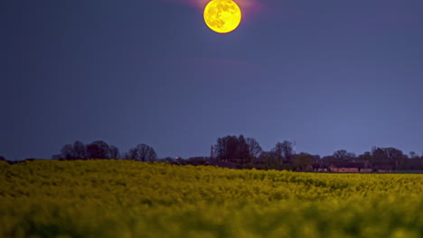 Time-lapse-of-yellow-moon-motion-rising-at-night-over-the-yellow-flowers-in-the-grasslands-through-trees