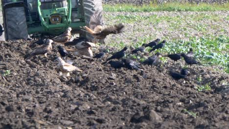 Slow-motion-shot-of-birds-resting-on-field-and-flying-away-during-tractor-plowing-agricultural-field-in-summer