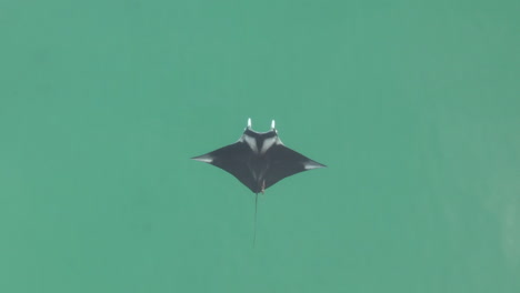 Vertical-aerial:-Manta-Ray-centered-in-frame,-swims-in-turquoise-sea