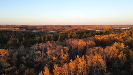 Kanadischer-Wald-Mit-Herbstlichen-Baumwipfeln,-Wo-Viele-Vögel-Bei-Sonnenuntergang-In-Dieser-Natürlichen-Landschaft-Im-Zentrum-Von-Alberta-Im-Herbst-Fliegen-Können