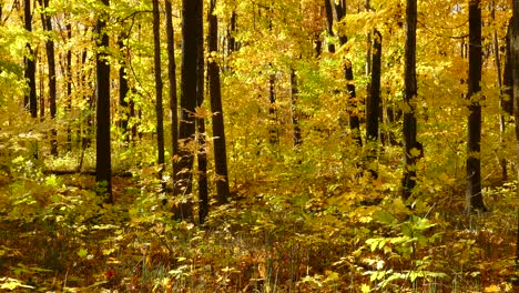 Ruhige-Umgebung-In-Der-Herbstsaison-Mit-Goldgelben-Blättern,-Die-In-Einem-Laubwald-Abfallen