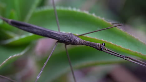 Water-Stick-Insect--with-front-legs-fully-extended