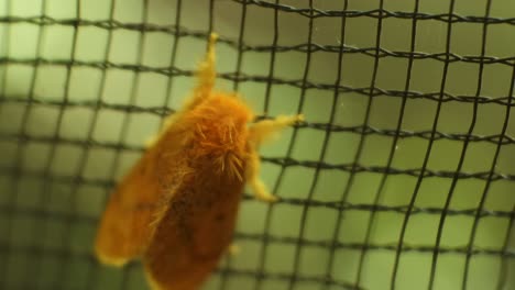 Gelber-Kleiner-Schmetterling-Auf-Schwarzem-Netz