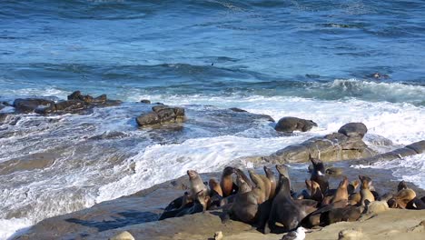 Kalifornische-Seelöwen-Auf-Felsen-In-La-Jolla-Kalifornien-Mit-Ozeanwellen,-Die-Zusammenstoßen