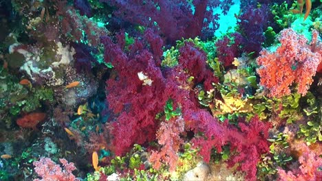 Bunt-Gemischte-Weichkorallen-Am-Korallenriff-Des-Roten-Meeres-Mit-Rifffischen