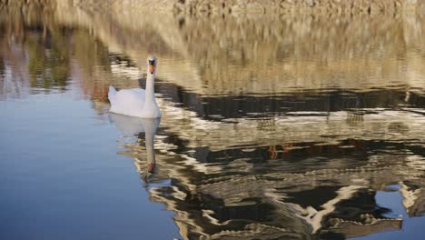 White-Swan-in-Matsumoto-Castle-Moat,-Swimming-over-Reflection,-Nagano-Japan