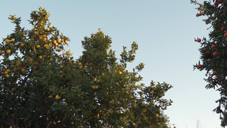 Baldachin-Eines-Zitronenbaums-Voller-Lemos-Und-Einige-Zweige-Eines-Orangenbaums-Mit-Einigen-Orangen