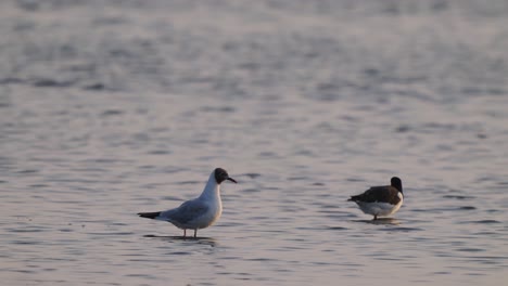 two-birds-walking-in-shallow-water-slow-motion-footage