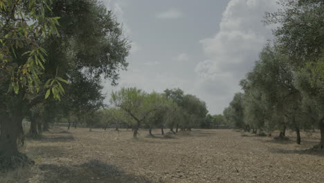 Agrarlandschaft-In-Apulien-Italien