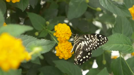 Nahaufnahme-Eines-Schönen-Zitrus-Schwalbenschwanz-Schmetterlings,-Der-Nektar-Einer-Gelben-Blume-Sammelt
