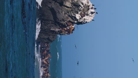 Eine-Große-Gruppe-Von-Seelöwen-Und-Vögeln-Bevölkern-Eine-Kleine-Insel-Vor-Der-Küste-Oregons