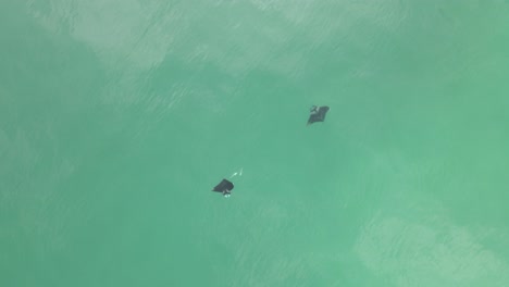 Vertical-aerial:-Two-Manta-Rays-swim-in-circles-in-pale-green-ocean